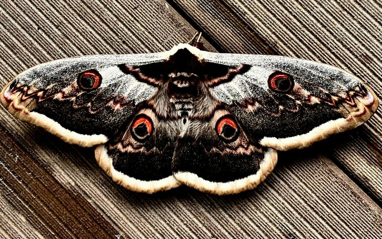 Гостиница Тихая полянка Даховская-111