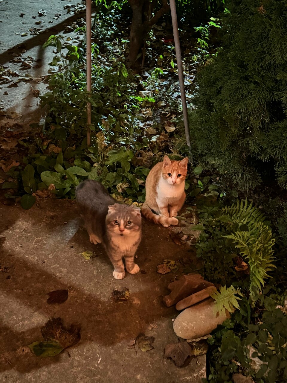 Гостиница Тихая полянка Даховская-101