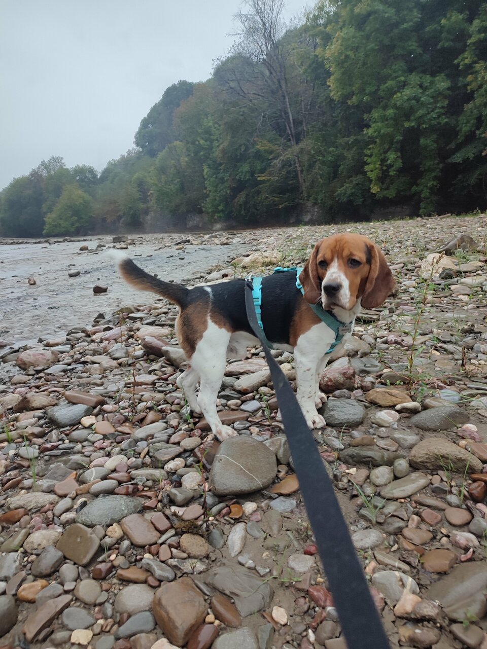 Гостиница Тихая полянка Даховская-196