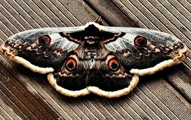 Гостиница Тихая полянка Даховская-110