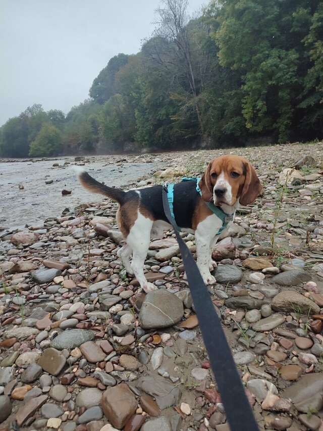 Гостиница Тихая полянка Даховская-195